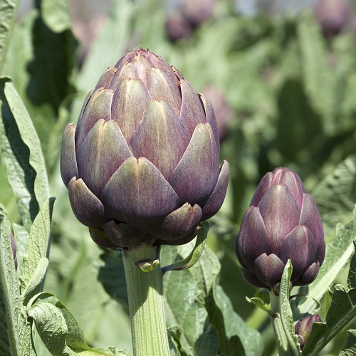 Artichoke Violet de Provence